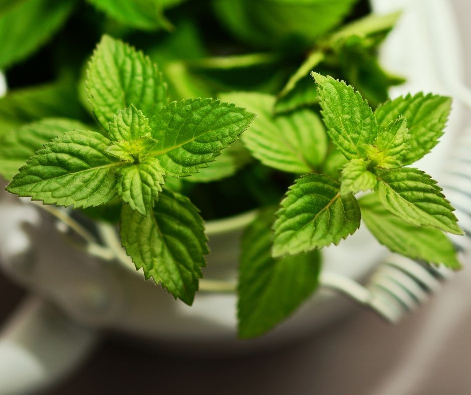 menta propiedades