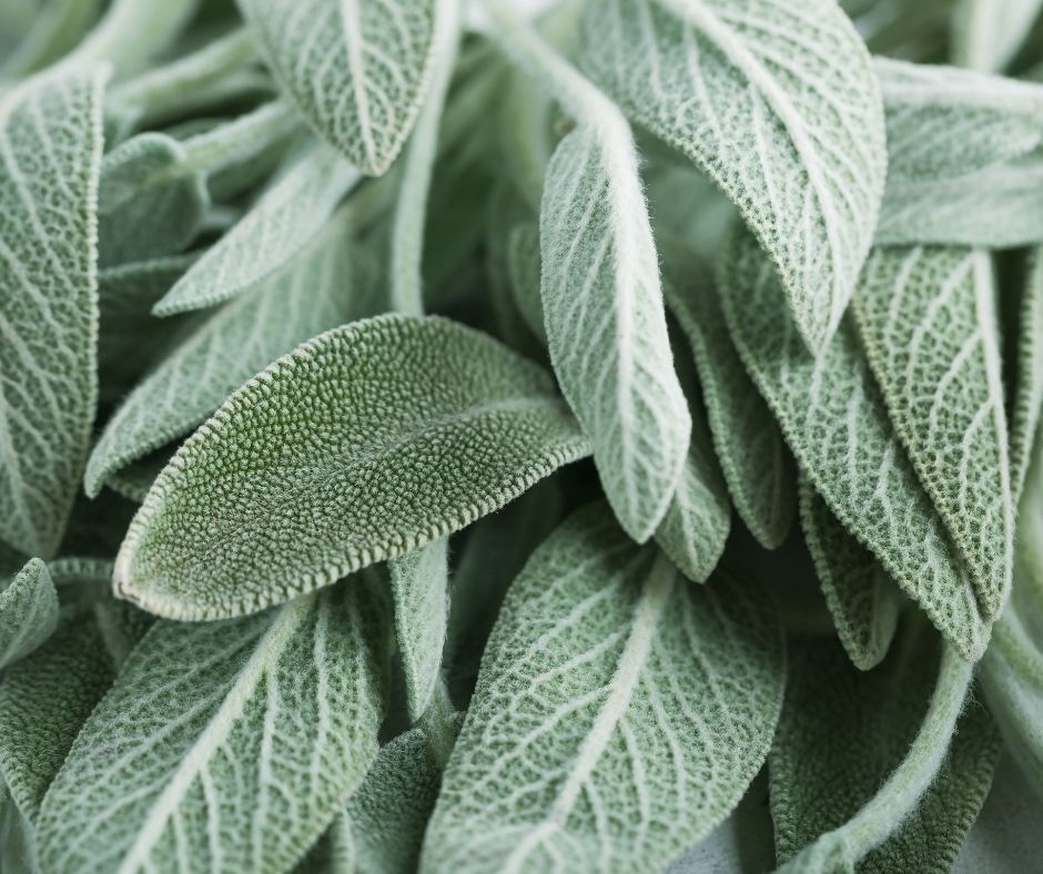 salvia propiedades